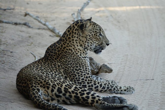 Exclusive Safari at Jhalana Leopard Park Including Transfers - Pickup and Meeting Points