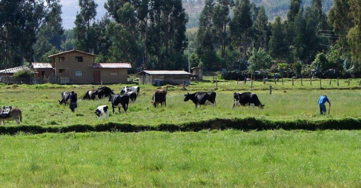 Excursion to the La Colpa Hacienda and Baños Del Inca. - Itinerary Details