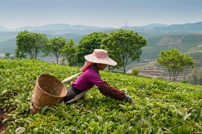 Experience Chengdu: Private Tea-Making Day Tour of Mengdingshan Tea Plantation - Inclusions of the Tour