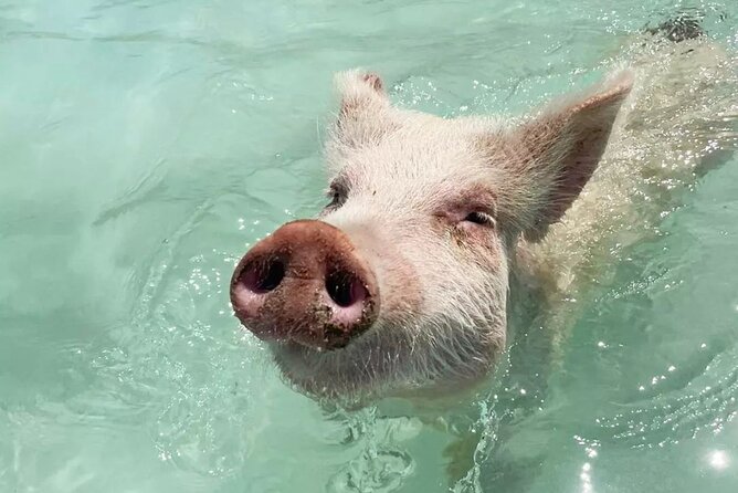 Experience The Exumas and the World Famous Swimming Pigs - Itinerary and Meeting Details
