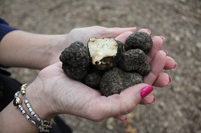 Experience Tuscan Truffle Hunting With Wine and Lunch - Pricing and Booking Details