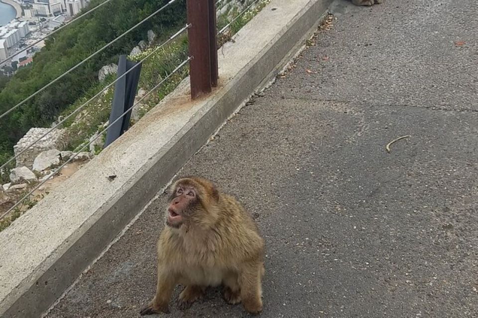 Explore Gibraltar With a Private Guide From Malaga. - Pickup and Accessibility