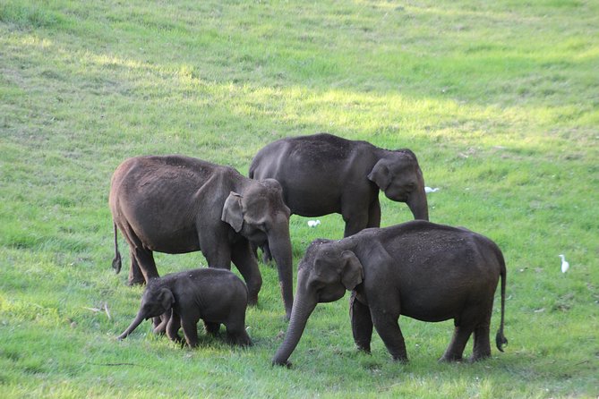 Explore Munnar Day Trip From Cochin ( By Munnar Info) - Transportation Details