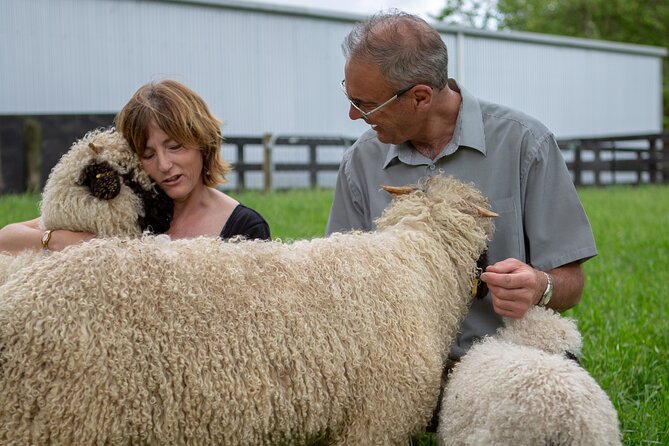 Farm Tour With the Cutest Sheep in the World in Cromwell 9384 - Tour Ratings and Reviews