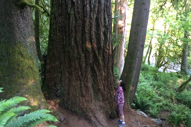 Forest Hike to Gorgeous Twin and Snoqualmie Falls - Itinerary Highlights