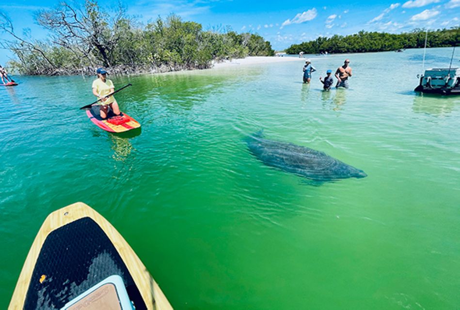 Fort Myers: Guided Standup Paddleboarding or Kayaking Tour - Highlights of the Tour