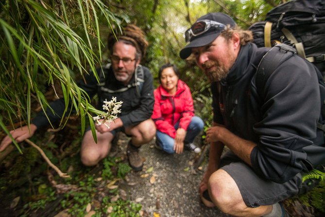 Franz Josef Nature Tour - What to Expect