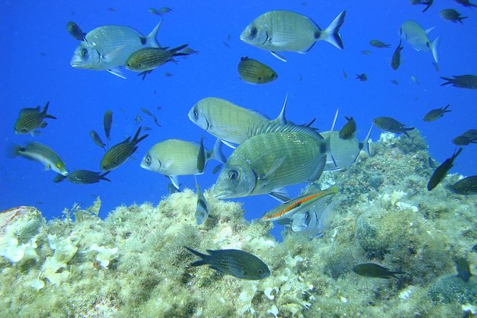 French Riviera Villefranche Bay Snorkeling Tour From Nice - Meeting and Pickup