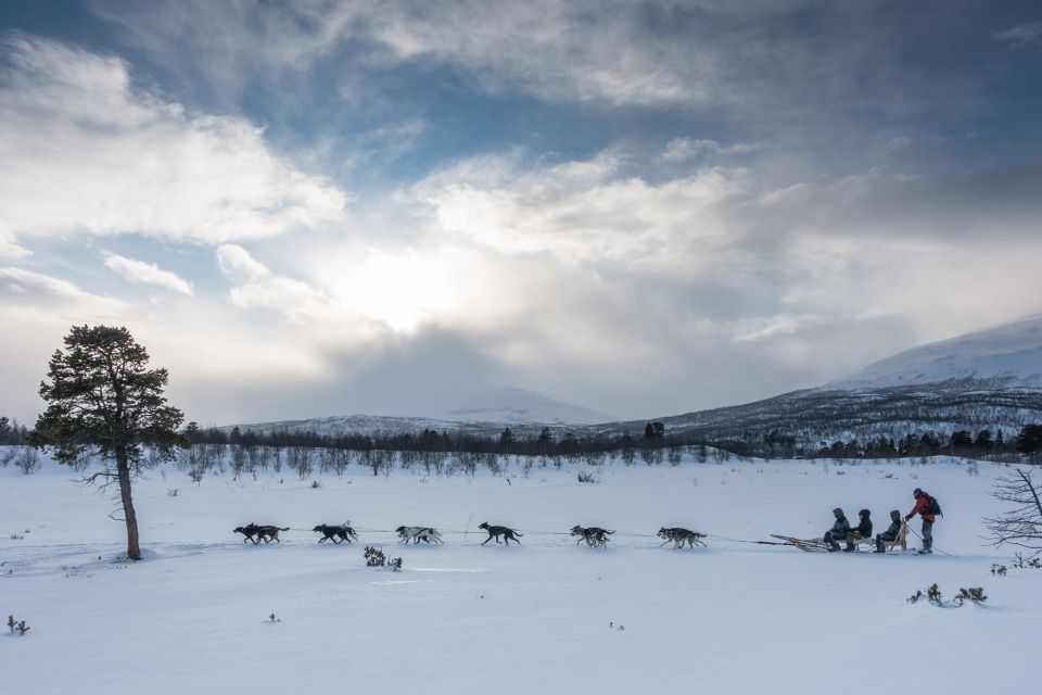 From Abisko: Dog Sledding Excursion to Kiruna With Fika - Experience Highlights