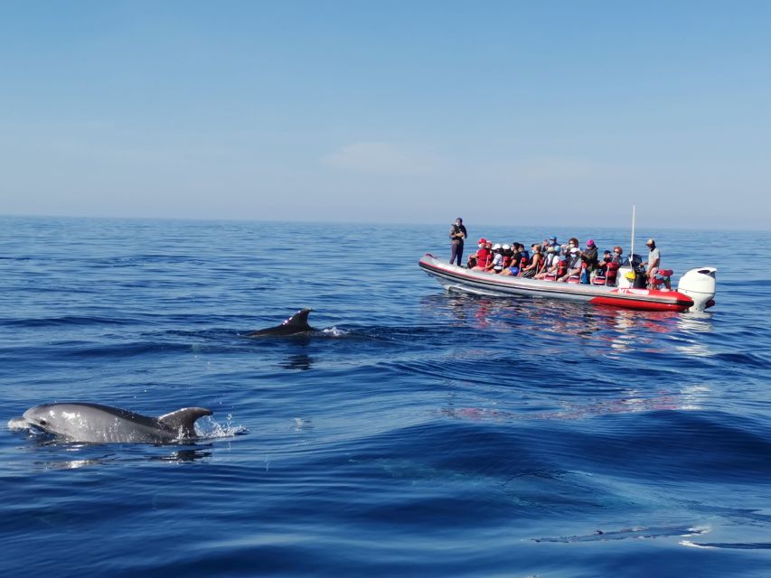 From Albufeira: Benagil Caves and Dolphins Guided Boat Tour - Booking Information