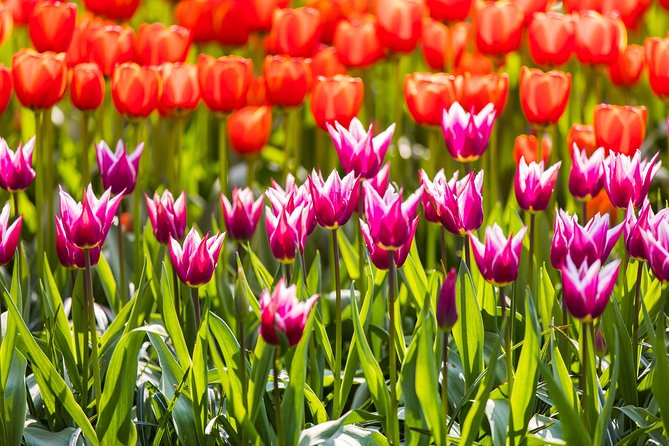 From Amsterdam: Keukenhof Flower Park Ticket and Transfer 2025 - Audio Guide Option