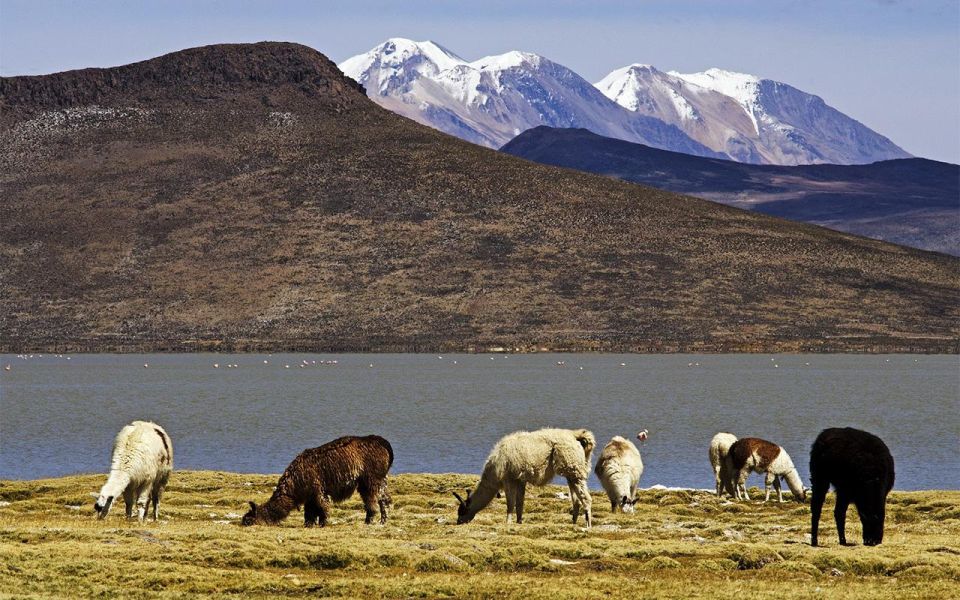 From Arequipa: Excursion to the Salinas Lagoon || Full Day | - Itinerary Details