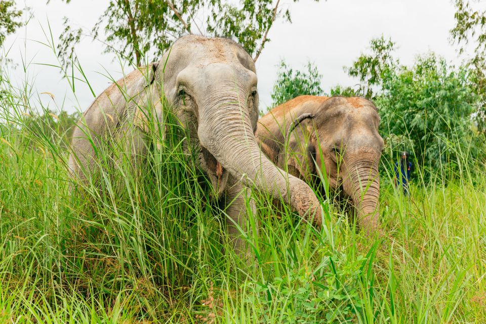 From Bangkok: Pattaya Ethical Elephant Sanctuary Day Trip - Ethical Elephant Sanctuary Highlights