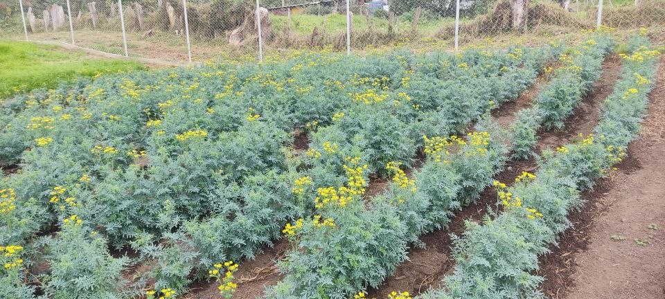 From Bogota: Andes Countryside Day! Cannabis Coffee Farm - Tour Highlights