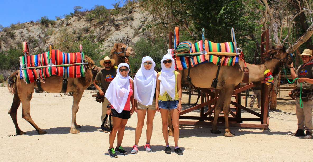 From Cabo: The Tule Canyon Camel Adventure - Camels and Their Captivating Traits