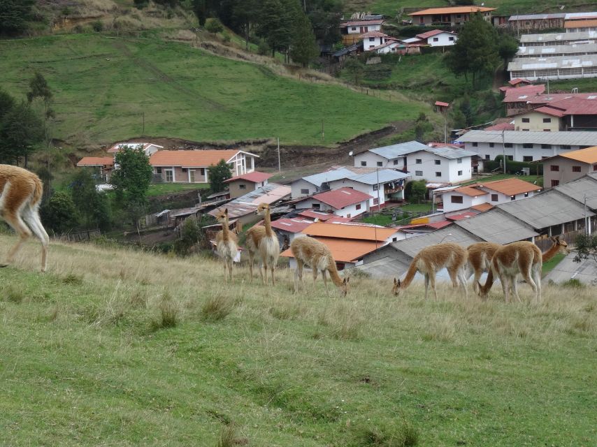 From Cajamarca: Porcon Farm - Experience Highlights