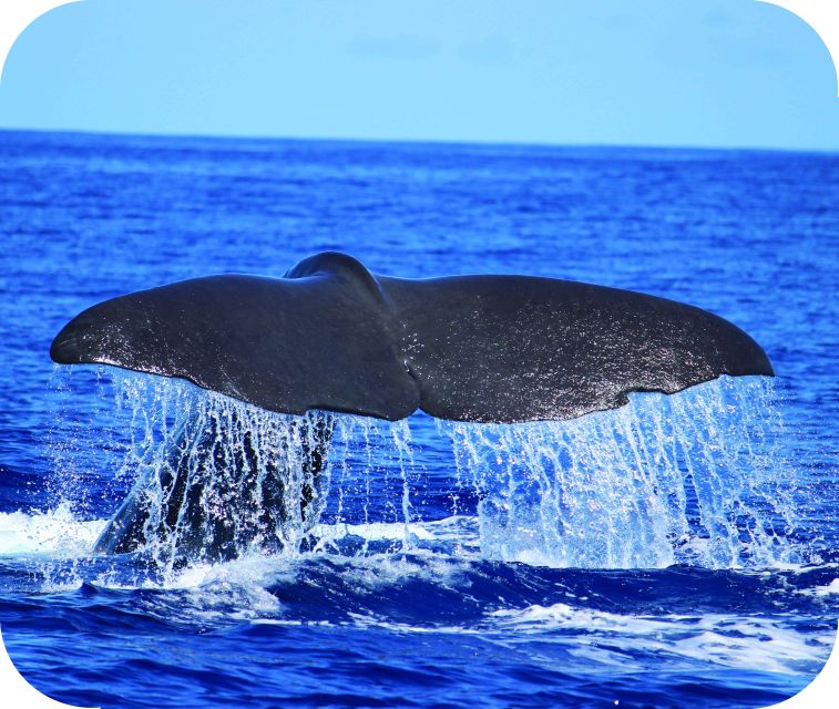 From Calheta: Whale and Dolphin Watching RIB Boat Tour - Inclusions and Amenities