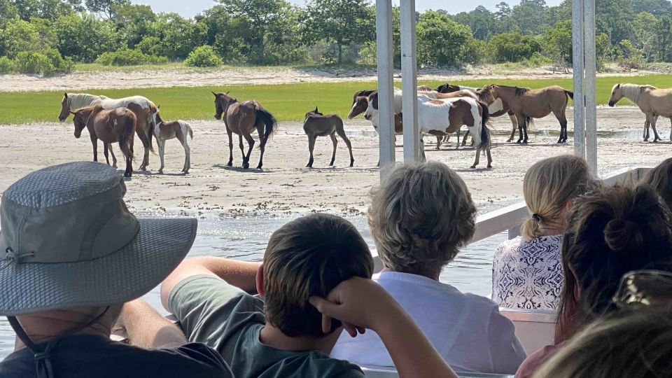 From Chincoteague Island: Assateague Island Boat Tour - Wildlife Sightings Highlights