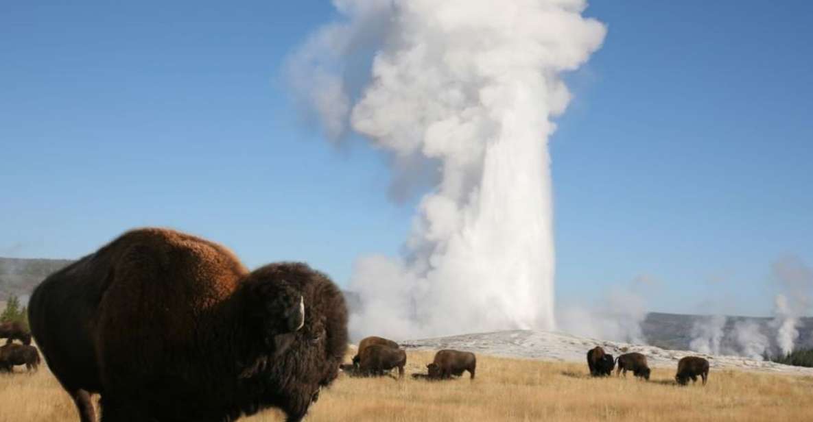 From Cody: Full-Day Yellowstone National Park Tour - Activity Description