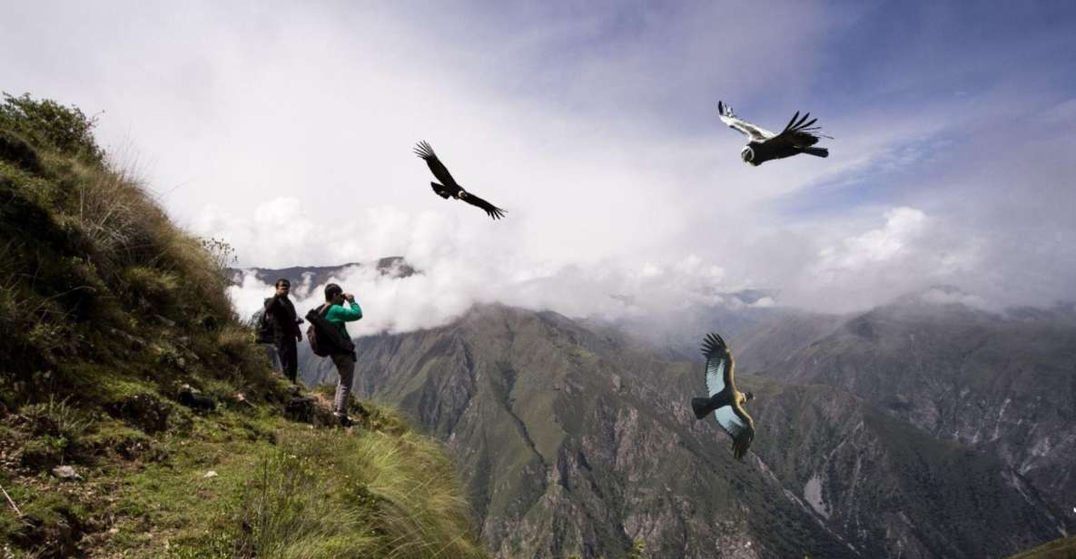 From Cusco: Condor Sighting in Chonta - Detailed Itinerary