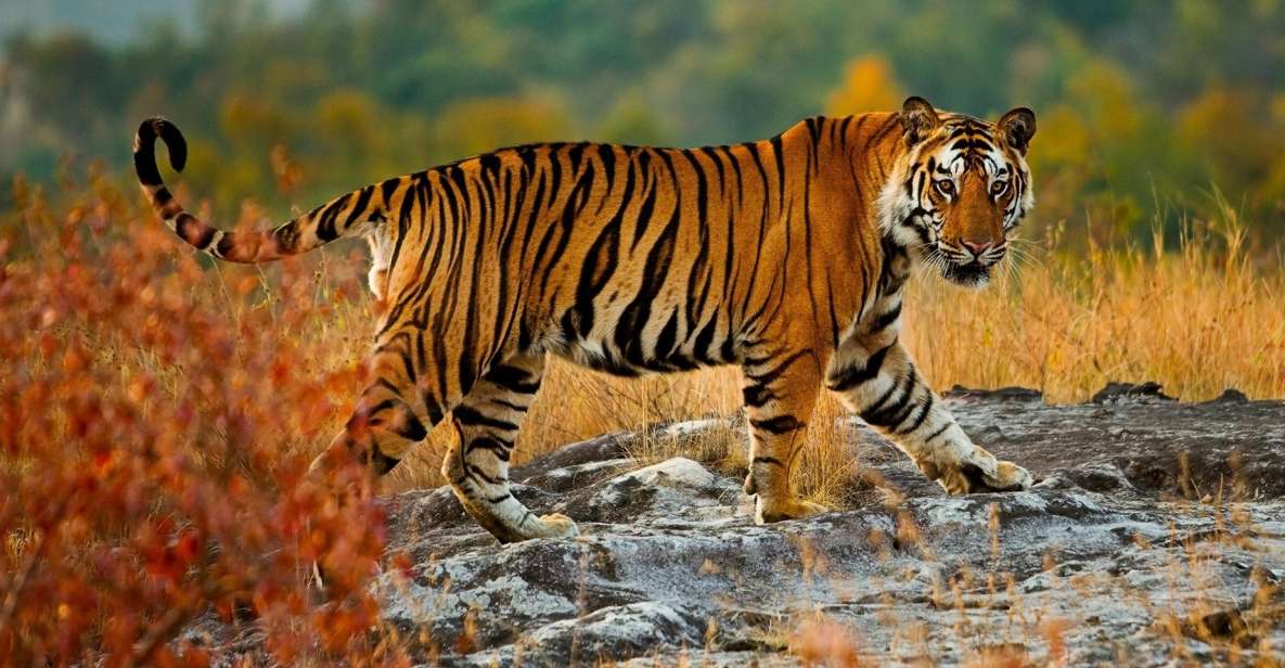 From Delhi: 5-Day Tiger Safari & Golden Triangle Tour - Itinerary Highlights