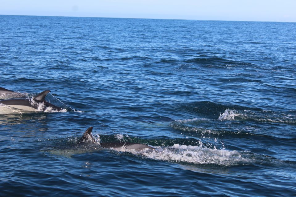 From Faro: Dolphin Watching & 2 Islands Tour - Tour Details