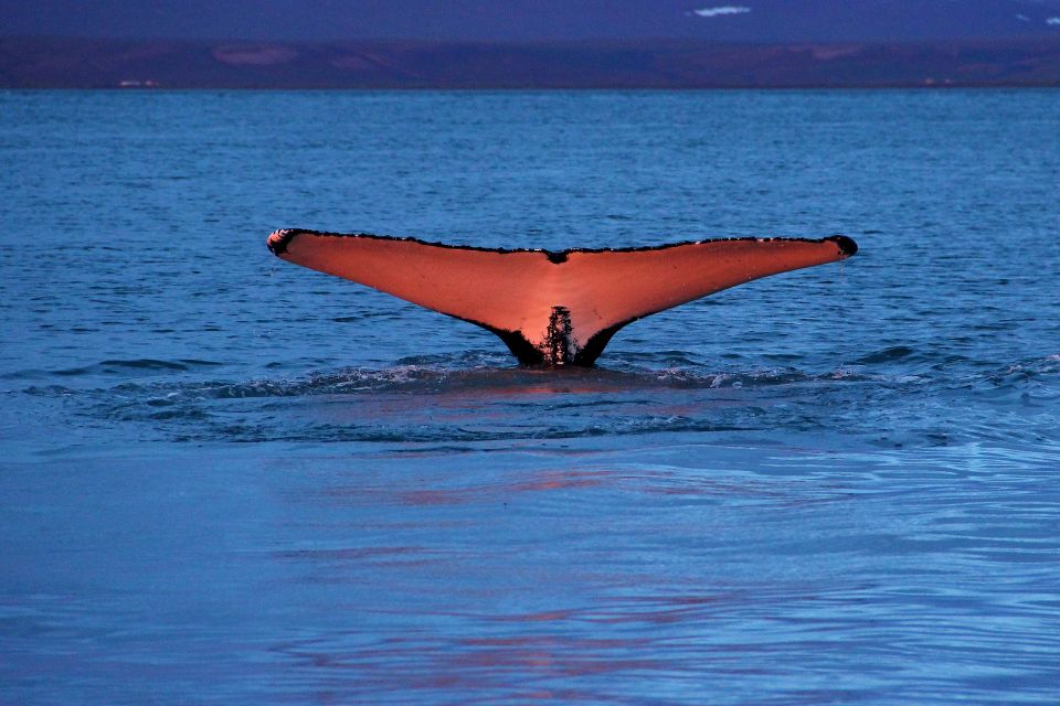 From Húsavík: Traditional Whale Watching Tour - Experience on the Water