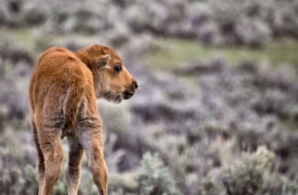 From Jackson: Grand Teton Wildlife & Scenery Tour With Lunch - Pricing and Duration