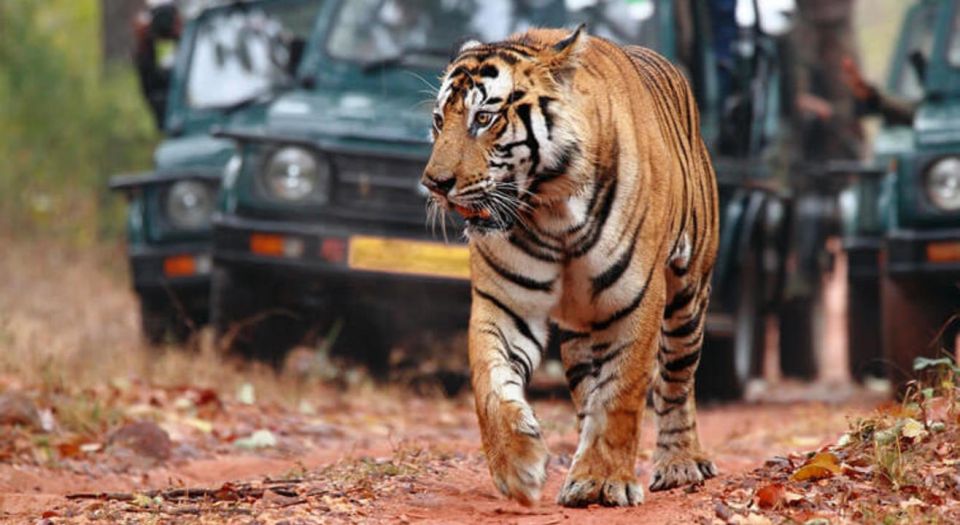 From Jaipur: Tiger Safari in Ranthambore National Park - Itinerary Details