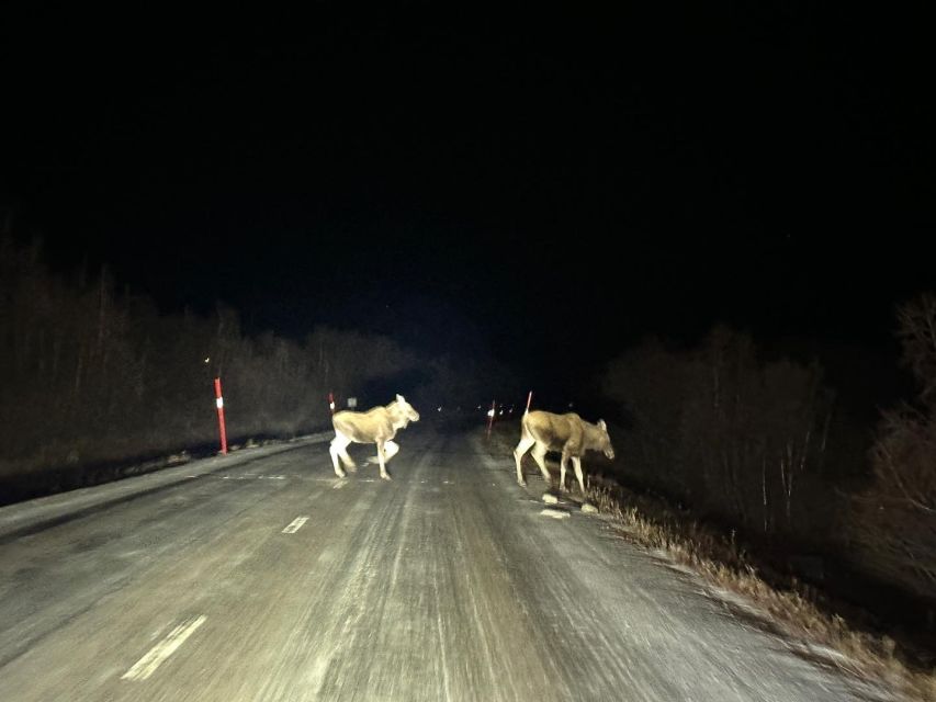 From Kiruna: Abisko National Park Northern Lights Tour - Inclusions of the Experience