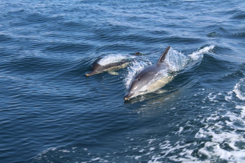 From Lagos: Dolphin Watching Boat Trip - Personalized Experience