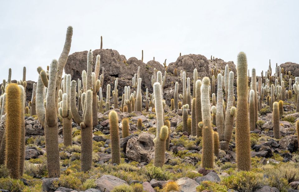 From Lima-Peru: Uyuni Salt Flat 4 Days 3 Nights - Detailed Itinerary