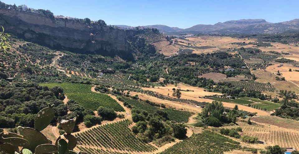 From Marbella: The Classic Ronda Wine Experience Day Tour - Itinerary Highlights