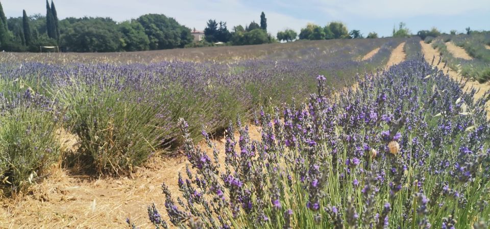 From Marseille: Customizable Private Day Tour of Provence - Customization Options
