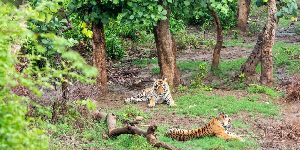 From New Delhi: 3-Day Sariska Tiger Reserve Private Tour - Booking Information