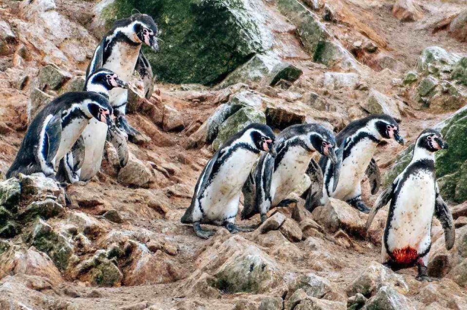 From Paracas: Ballestas Island Boat Tour With Entrances - Wildlife You Will Encounter