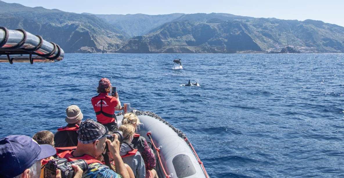 From Porto Moniz: Whale and Dolphin Watching Tour in Madeira - Experience Highlights