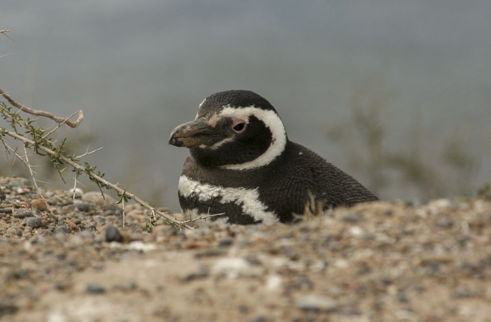 From Puerto Madryn: Penguin Tour & Valdés Peninsula Day Trip - Highlights of the Tour