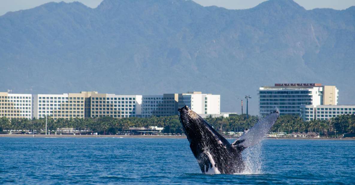 From Puerto Vallarta/Nuevo Vallarta: Whale Watching Cruise - Tour Highlights