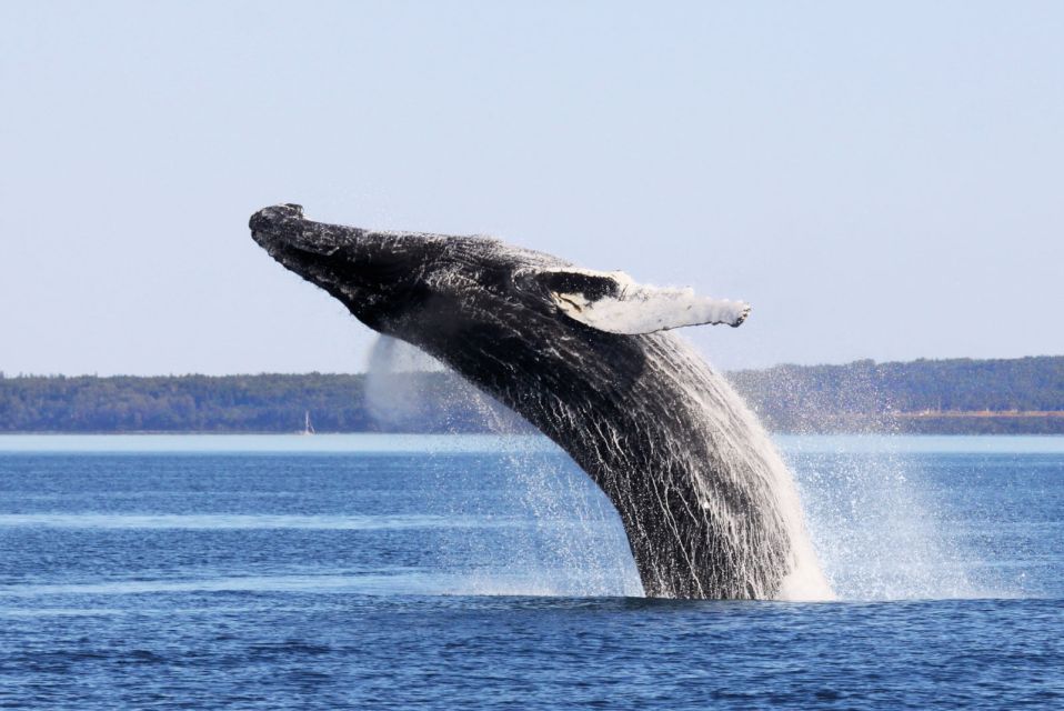 From Quebec City: Whale Watching Excursion Full-Day Trip - Whale Watching Experience