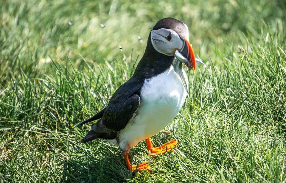 From Reykjavik: Vestmannaeyjar Islands, Puffins &Volcanoes - Highlights and Experiences