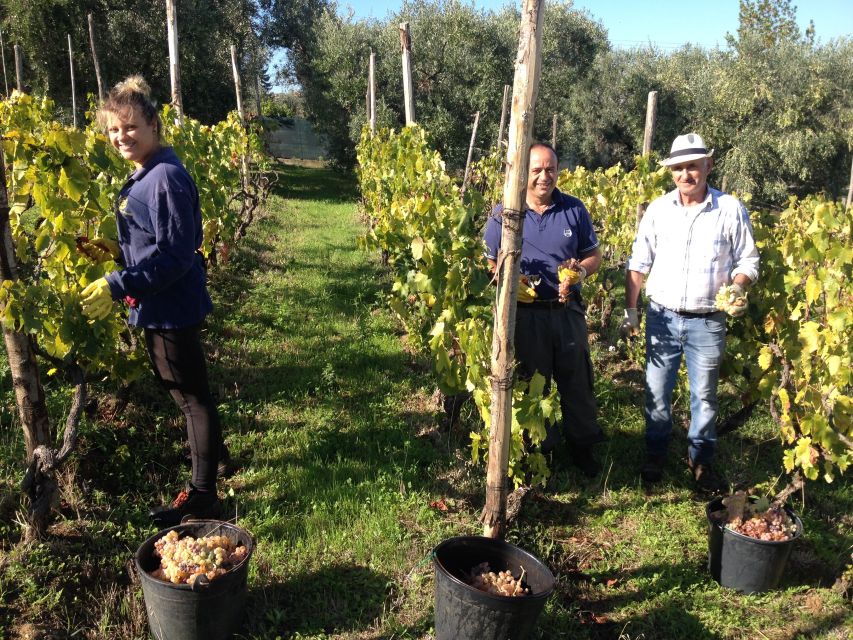 From Rome: Half-Day Frascati Wine Tour With Farmhouse Lunch - Itinerary Highlights