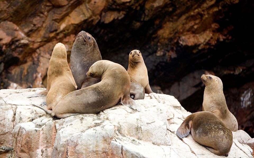 From San Martin Port: 2-Hour Ballestas Island - Booking Information