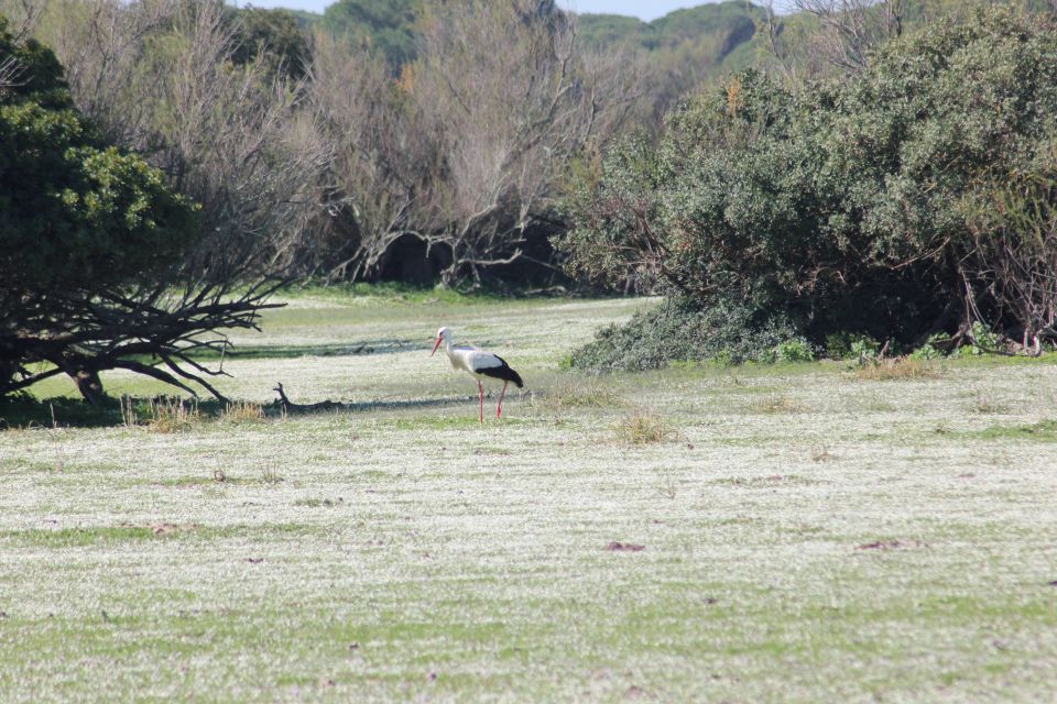 From Seville: Doñana National Park Full-Day Private Tour - Itinerary and Activities