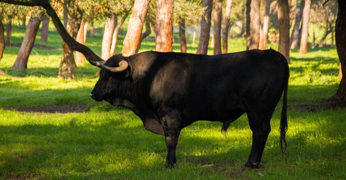 From Seville: Half-Day Bull Breeding Farm Tour - Itinerary Details