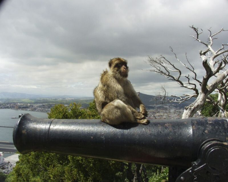 From Seville: Private Tour of Gibraltar - Experience Highlights
