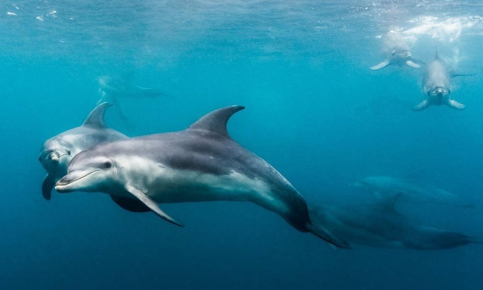 From Sorrento: Half-Day Cruise With Dolphins & Seals Snorkel - Availability and Cancellation Policy