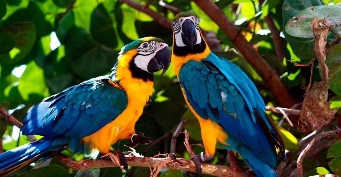 From Tambopata: Parrots and Macaws Clay Lick - Wildlife Experience