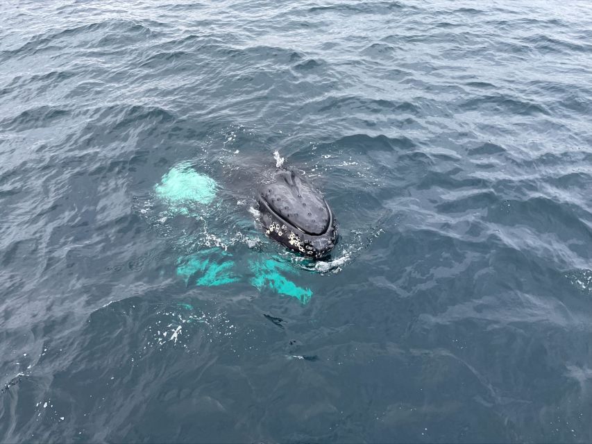 From Tromsø: All-Inclusive Whale and Sea Bird Boat Cruise - Wildlife Encounter Highlights