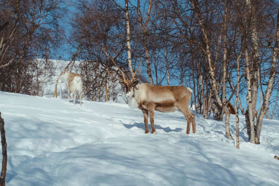 From Tromsø: Daytime Reindeer Sledding at Camp Tamok - Itinerary and Experience